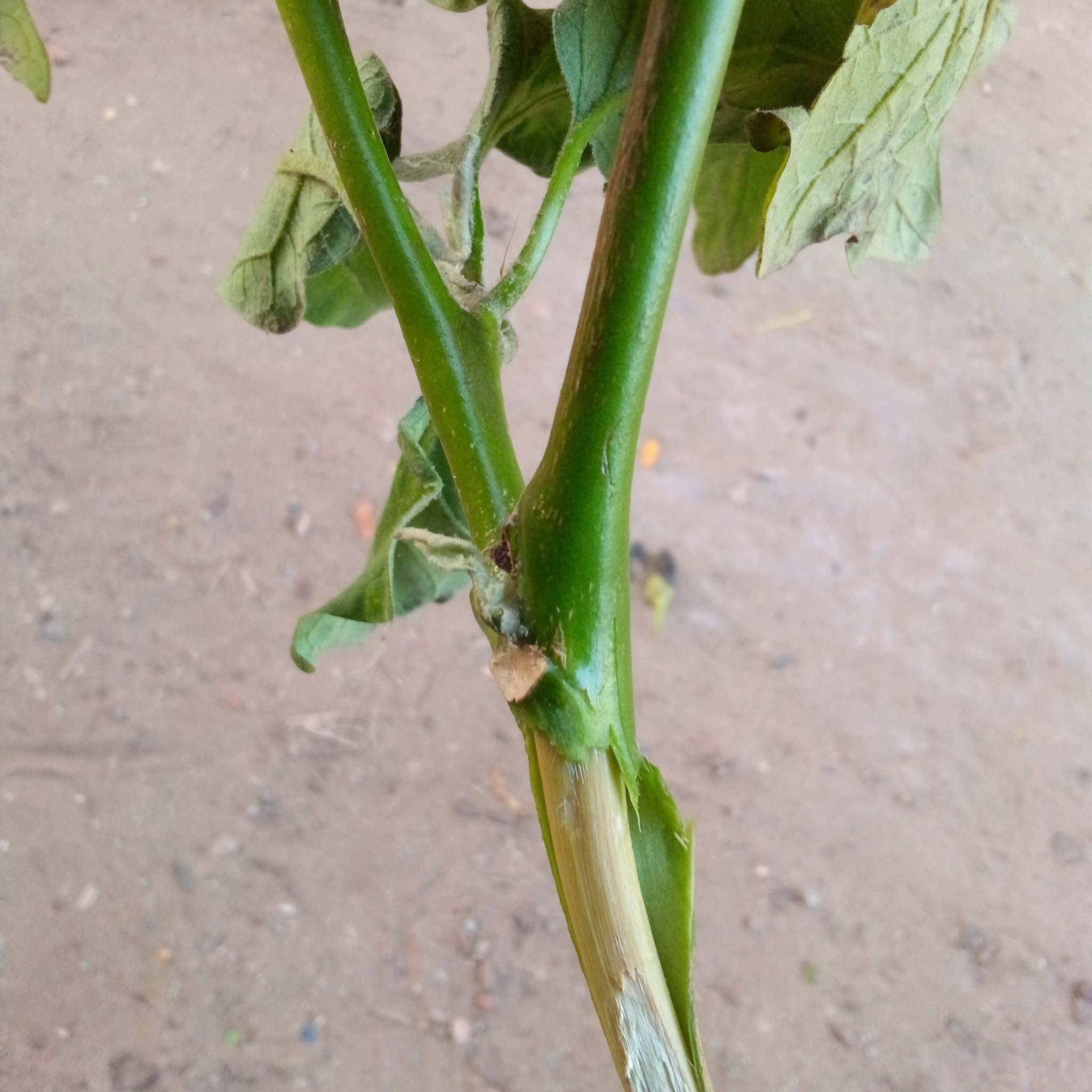 البذيجان دا محتاج ايه عشان تعبت اقسم بالله